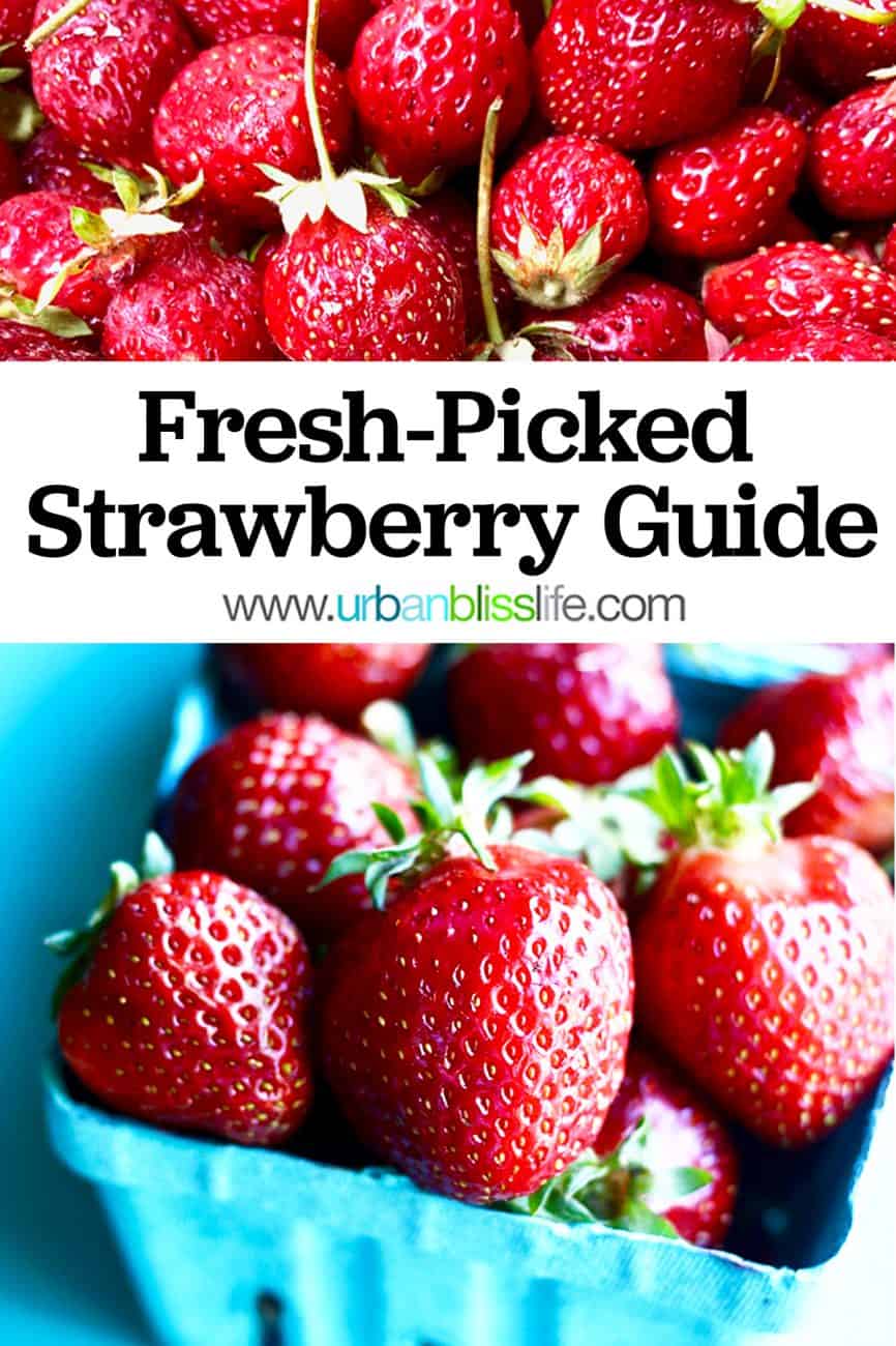 what to do with fresh picked strawberries