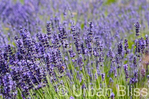 lavender