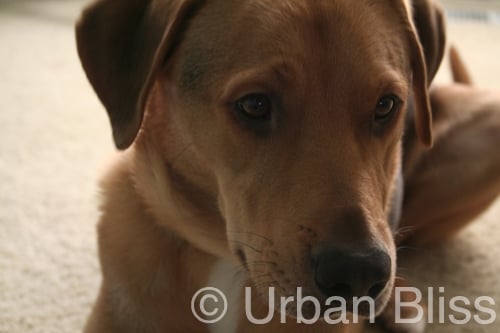 lab german shepherd mix
