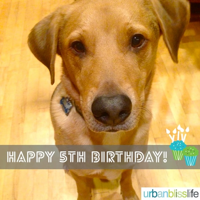 Peanut Butter Pupcakes Recipe Dog Birthday