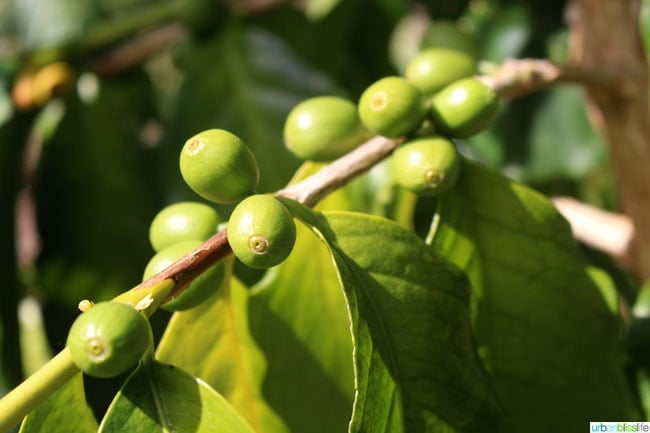 Travel Bliss: Hawaii Island, Aikane Coffee Plantation