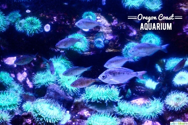 Oregon Coast Aquarium, Newport Oregon