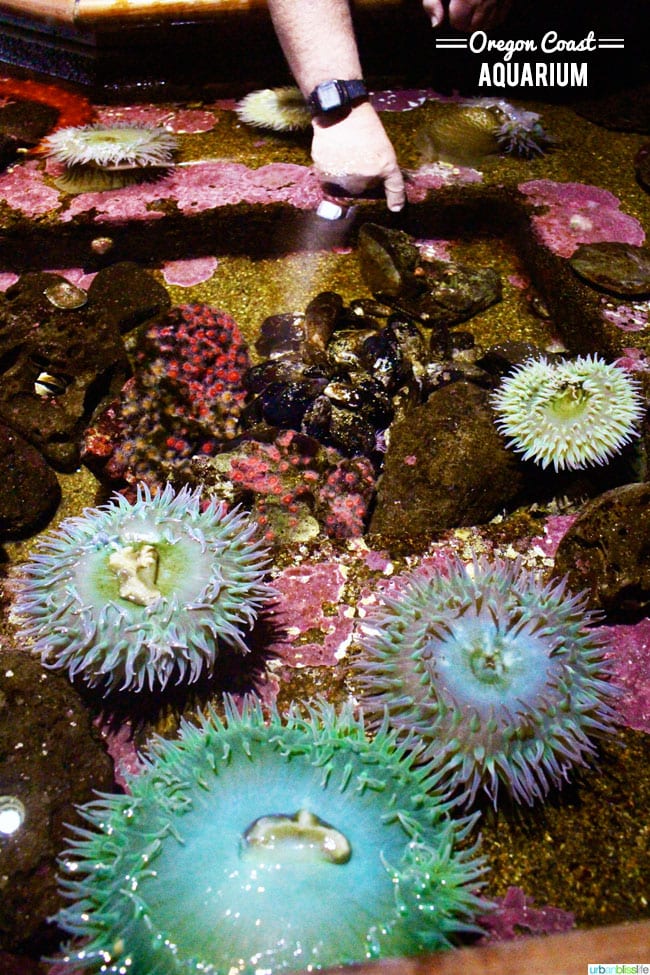 Oregon Coast Aquarium, Newport Oregon