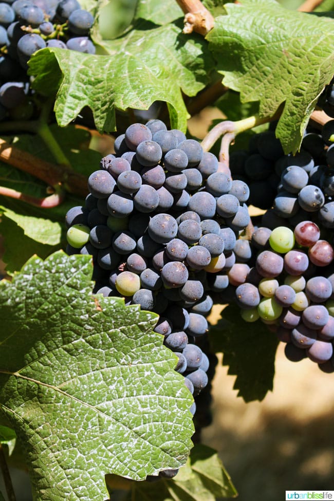 wine grapes