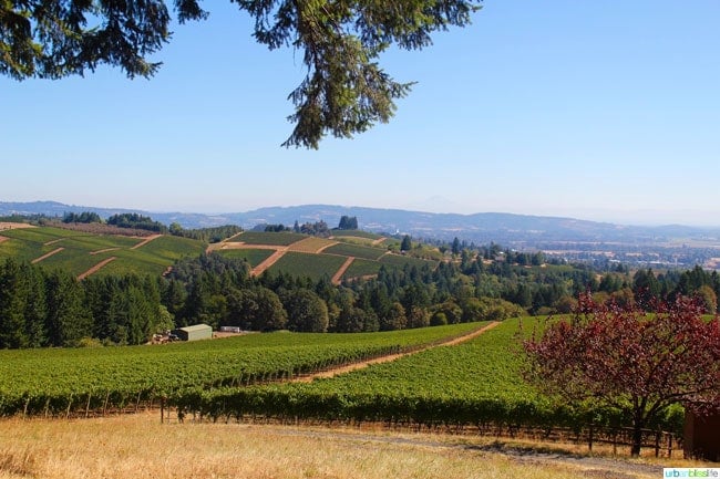 View from Knudsen Vineyard on UrbanBlissLife.com