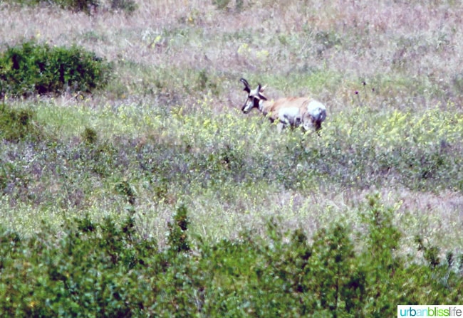 Travel: National Bison Range, Montana on UrbanBlissLife.com