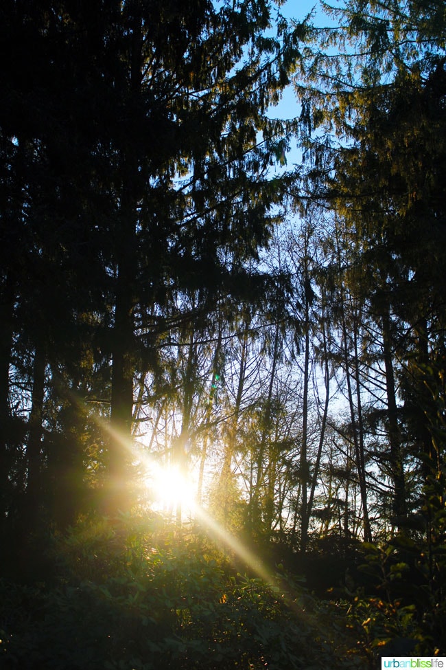 oregon forest