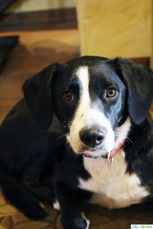 white and black dog