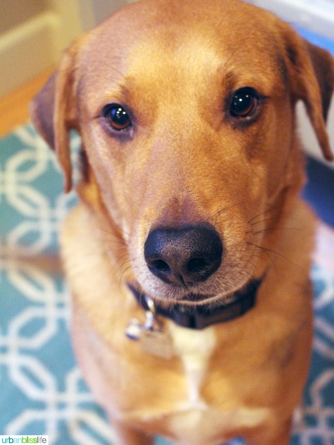 Bliss Dog turns 7 on UrbanBlissLife.com