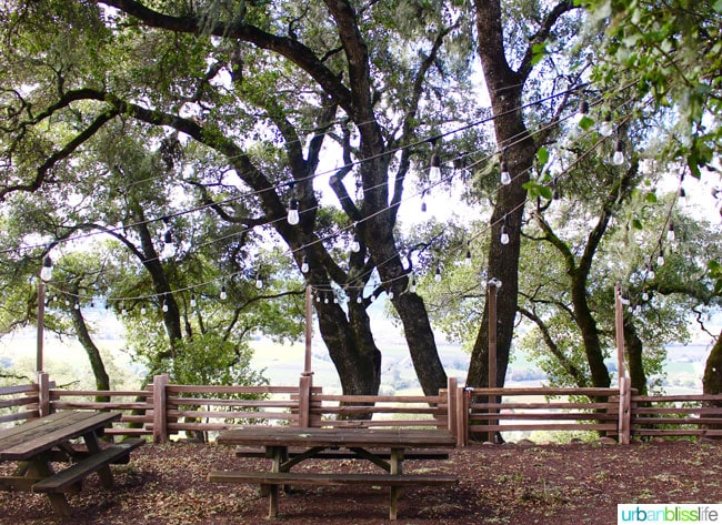 picnic tables with lights strung on trees in fenced in picnic setting.