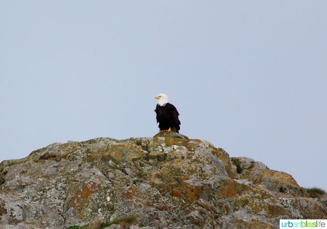 Whale & Wildlife Watching Tours in Victoria BC on UrbanBlissLife.com