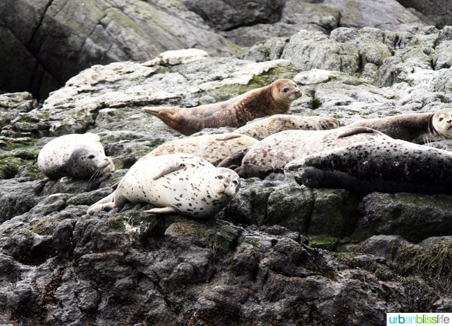 Whale & Wildlife Watching Tours in Victoria BC on UrbanBlissLife.com