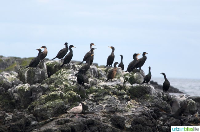 Whale & Wildlife Watching Tours in Victoria BC on UrbanBlissLife.com