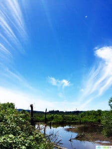Travel to Tualatin River National Wildlife Refuge on UrbanBlissLife.com