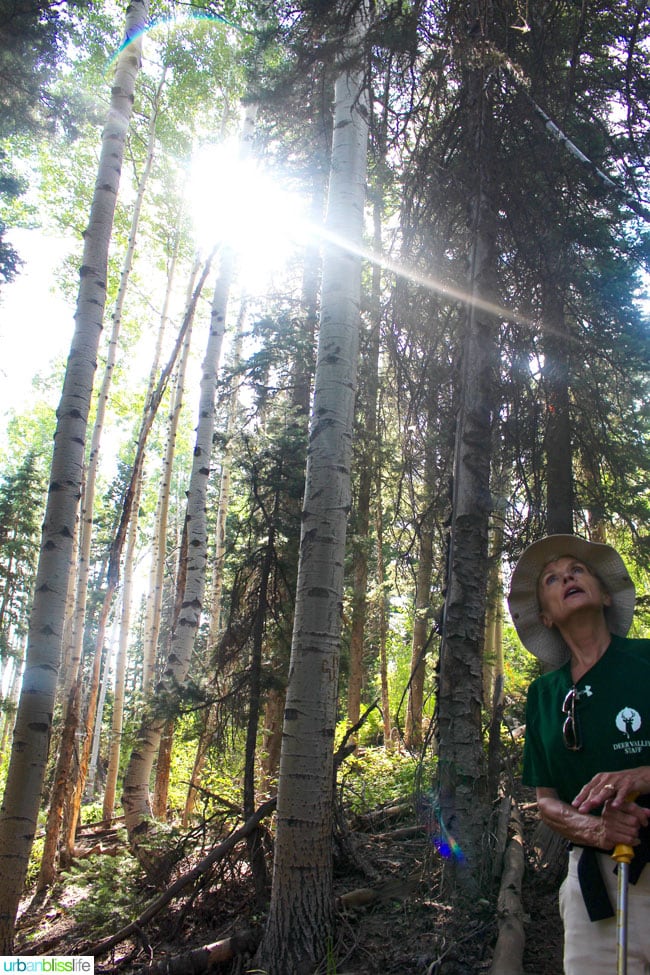 forest on Silver Lake trail near Park City, Utah
