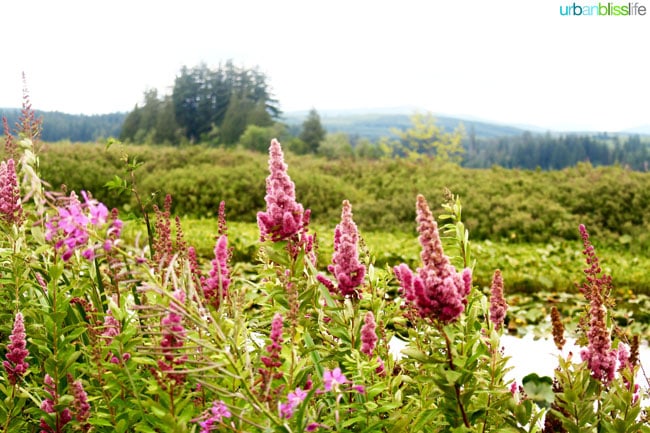 Saint Helens Travel - Summer's End on UrbanBlissLife.com