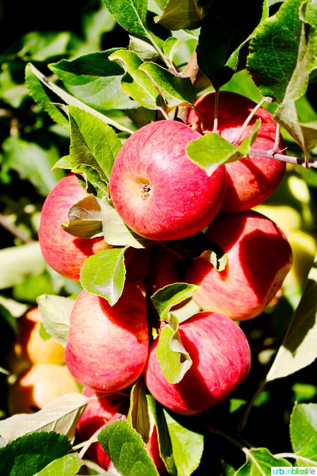 Kiyokawa Orchards in Hood River, Oregon. UrbanBlissLife.com