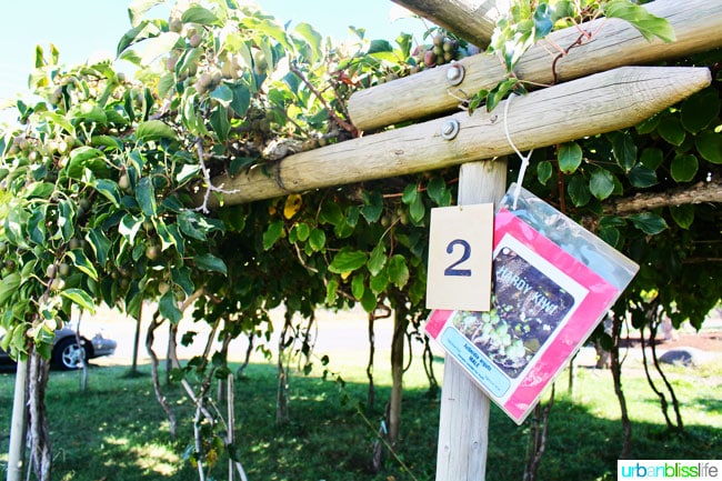 Kiyokawa Orchards in Hood River, Oregon. UrbanBlissLife.com