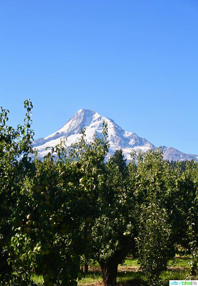 Kiyokawa Family Orchards in Hood River, Oregon. UrbanBlissLife.com