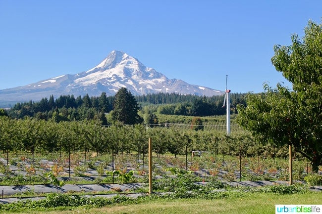 Kiyokawa Orchards in Hood River, Oregon. UrbanBlissLife.com