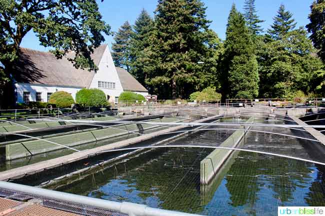 Day Trip to Cascade Locks Columbia River Gorge in Oregon. Travel tips on UrbanBlissLife.com