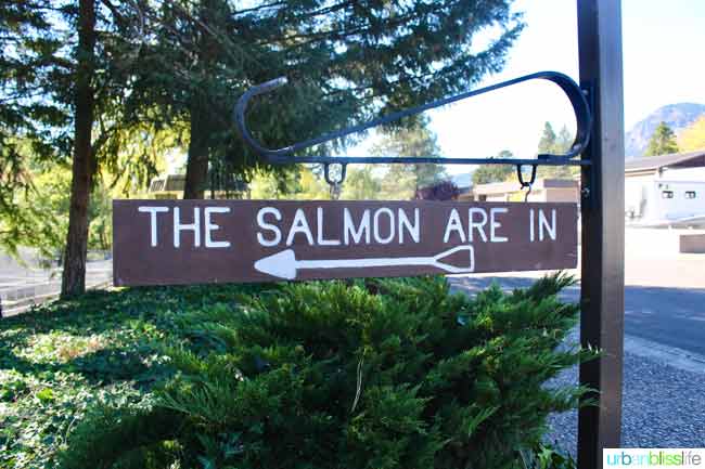 Day Trip to Cascade Locks Columbia River Gorge in Oregon. Travel tips on UrbanBlissLife.com