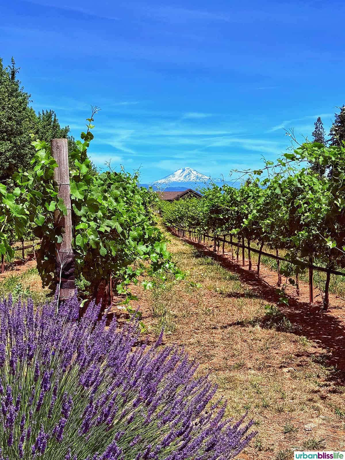 mount hood in the background of a lavender farm and vineyard in Hood River, Oregon.