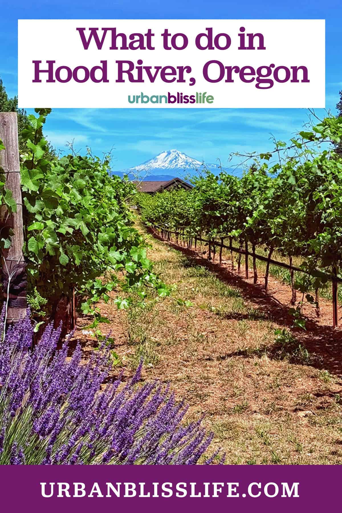 mount hood in the background of a lavender farm and vineyard in Hood River, Oregon.