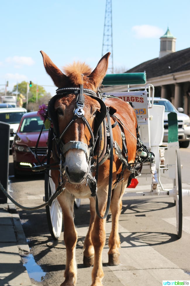 horse
