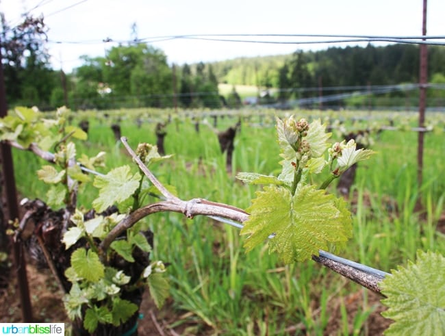 Hawks-View-Cellars-Vines-Bud-Break-Growing-Spring