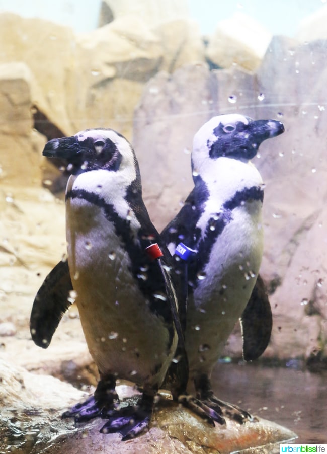 Family fun activities in New Orleans, Louisiana on UrbanBlissLife.com