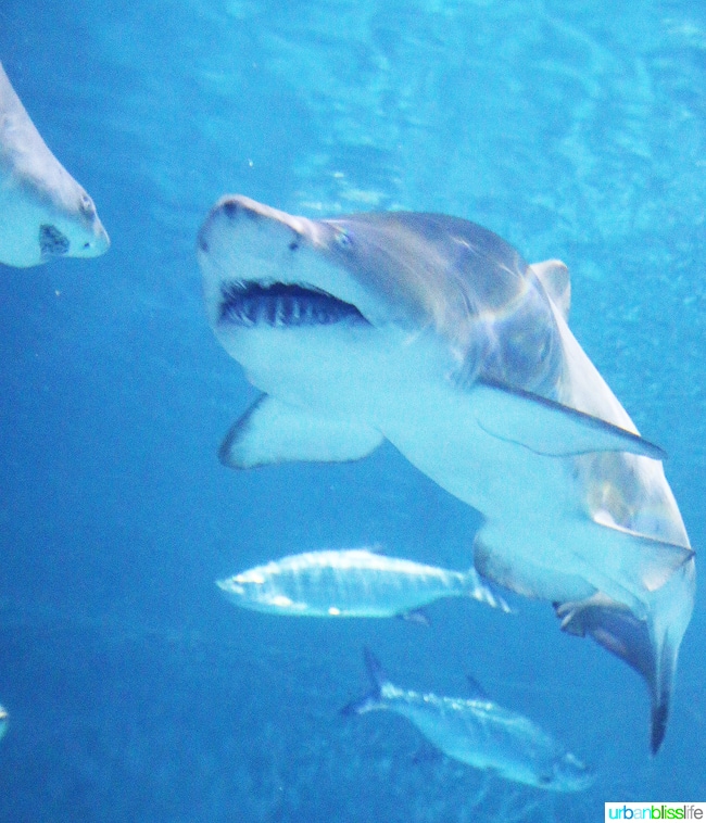 Family fun activities in New Orleans, Louisiana on UrbanBlissLife.com