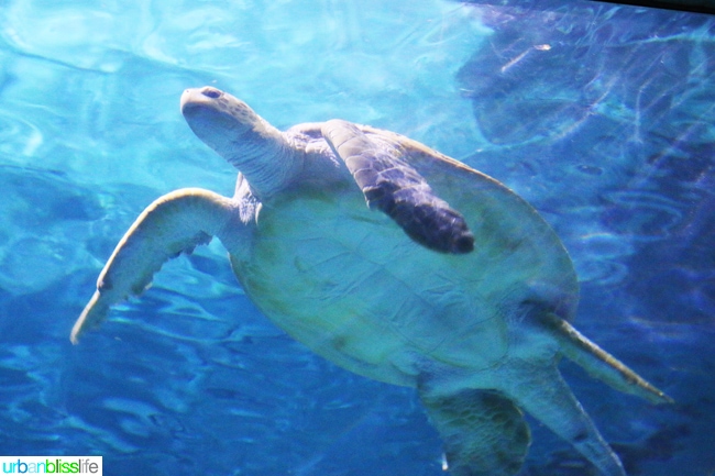 Family fun activities in New Orleans, Louisiana on UrbanBlissLife.com