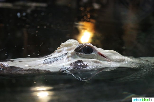 Family fun activities in New Orleans, Louisiana on UrbanBlissLife.com