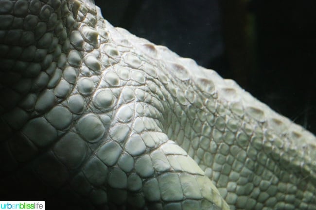 Family fun activities in New Orleans, Louisiana on UrbanBlissLife.com