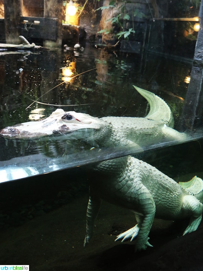 Family fun activities in New Orleans, Louisiana on UrbanBlissLife.com