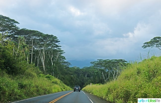 road surrounded by lush trees in Kauai, Hawaii