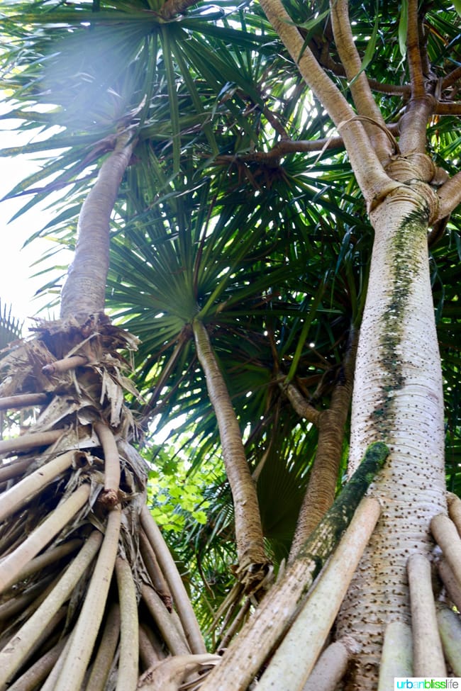Places to visit on Kauai: Limahuli Garden and Preserve