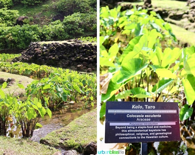 Places to visit on Kauai: Limahuli Garden and Preserve