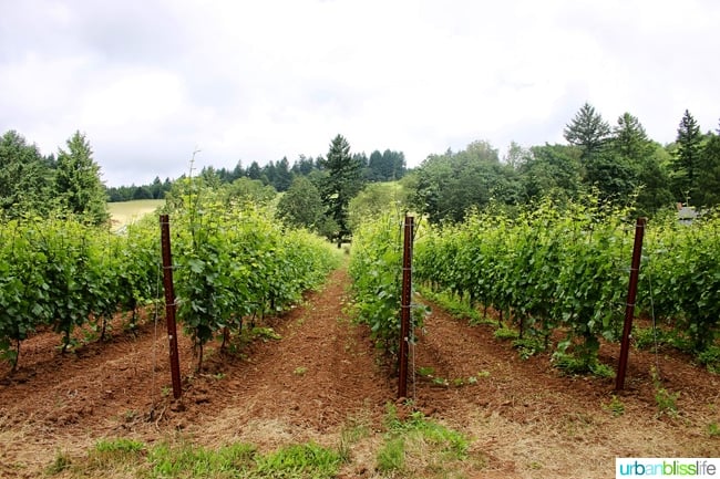 grape vines