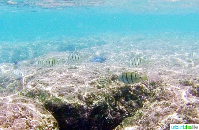Snorkeling in Hanalei Bay Kauai Hawaii Activities on UrbanBlissLife.com