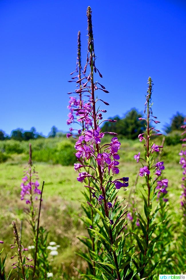 purple flower