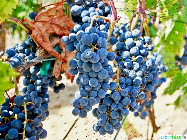 Wine tasting at Abacela Winery in Roseburg, Oregon wine country, on UrbanBlissLife.com