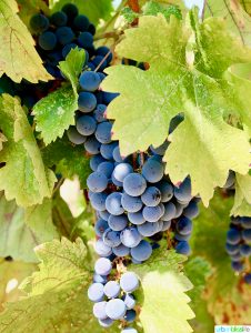 Applegate Valley wine tasting: Troon Vineyard grapes, on UrbanBlissLife.com
