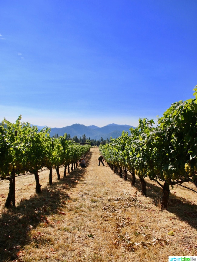 Applegate Valley wine tasting: Troon Vineyards views, on UrbanBlissLife.com