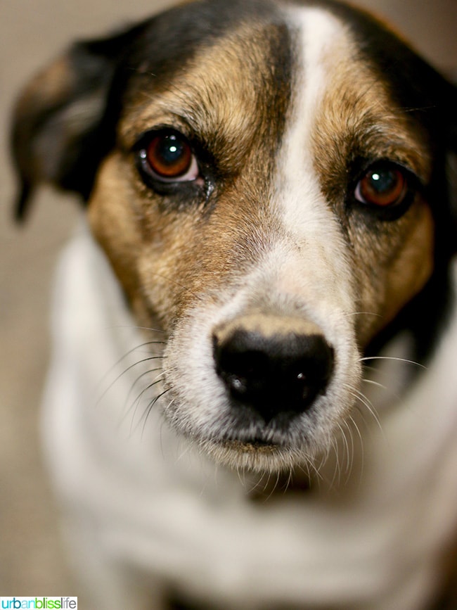 dog