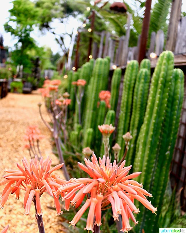 The Bewildered Pig restaurant flowers and cacti