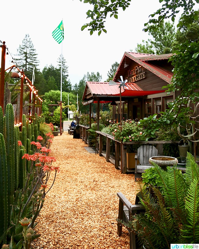 exterior of The Bewildered Pig restaurant with lots of green trees, cacti, plants.