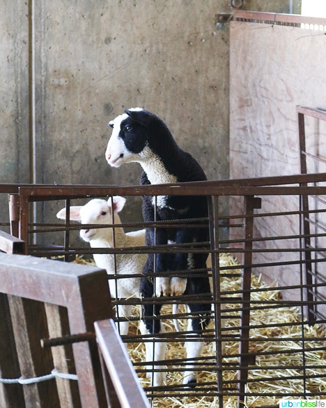 Penny Royal Farm
