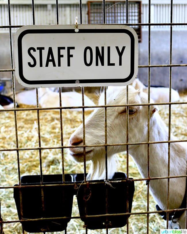 Penny Royal Farm